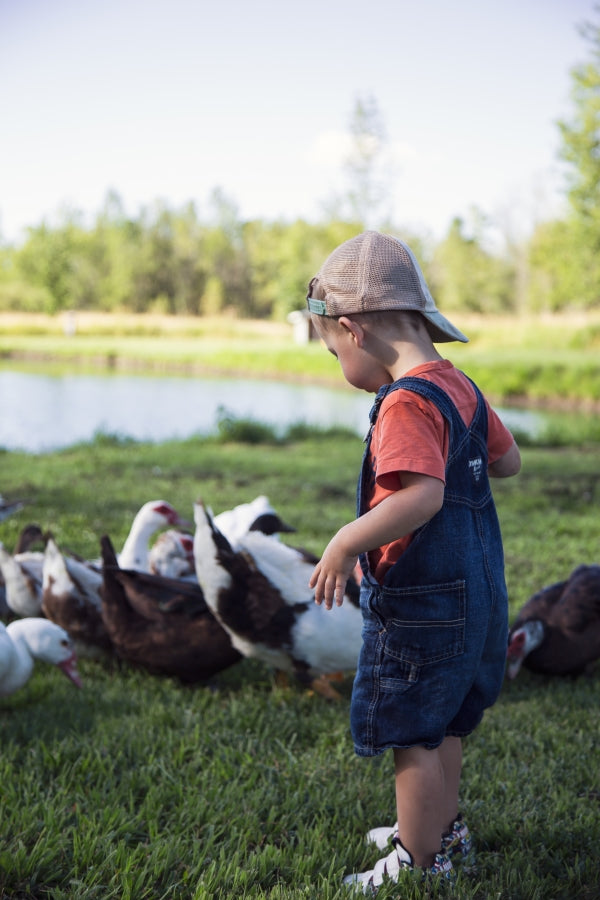 Free range chickens Odessa Ontario